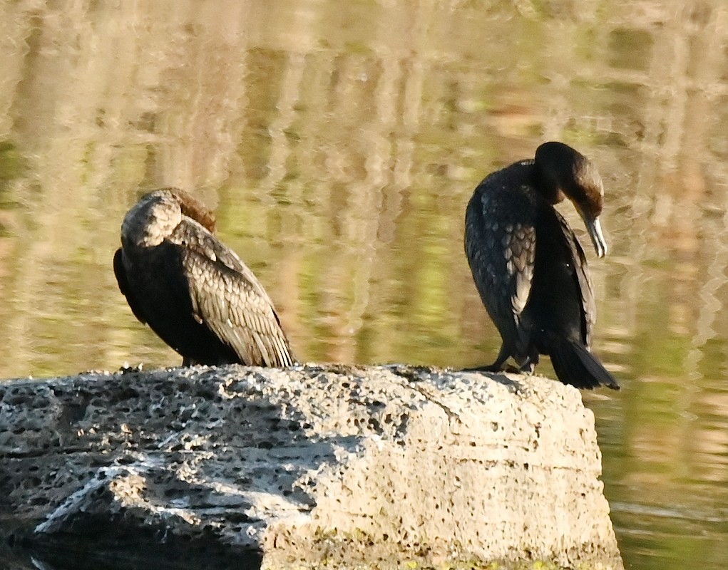 Double-crested Cormorant - Regis Fortin