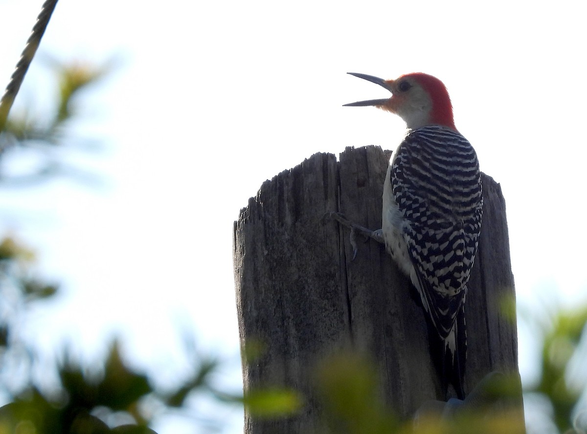 Red-bellied Woodpecker - ML618818776