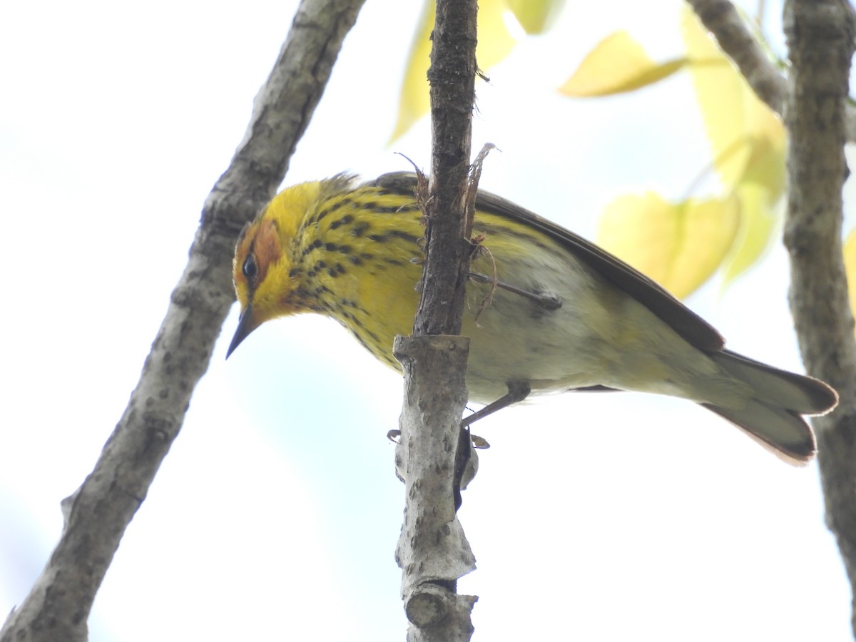 Cape May Warbler - Mary Russ