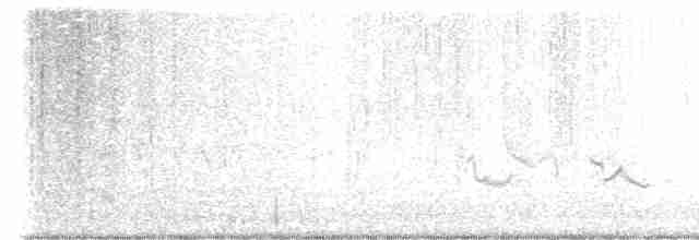 Black-throated Gray Warbler - ML618818807