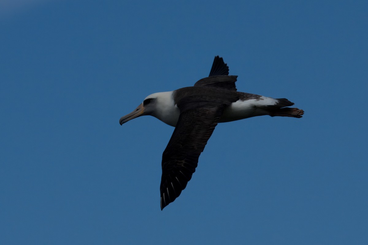 Laysan Albatross - Merryl Edelstein