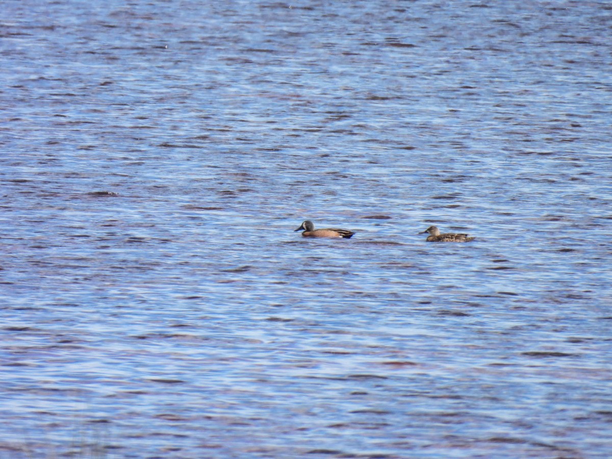 Blue-winged Teal - Allen Cumbia