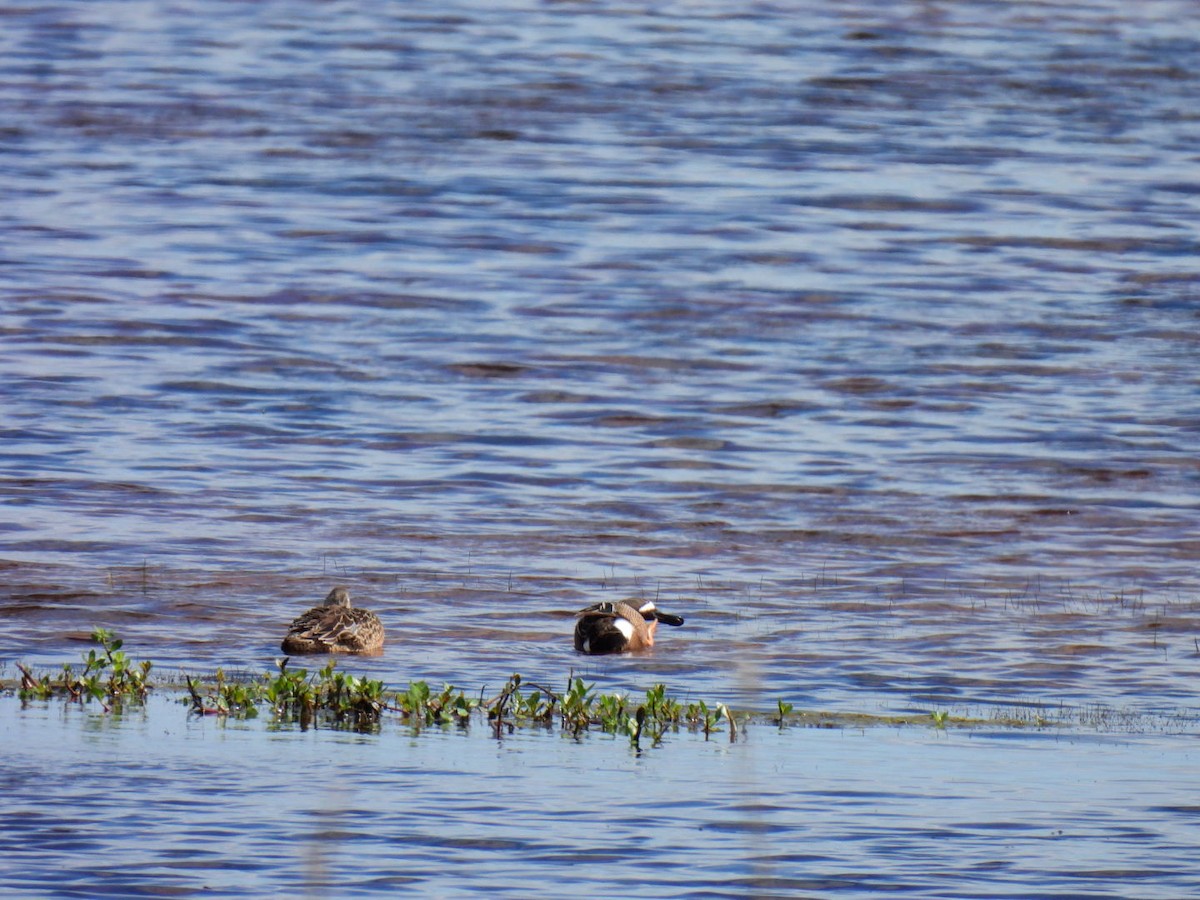 Blue-winged Teal - Allen Cumbia