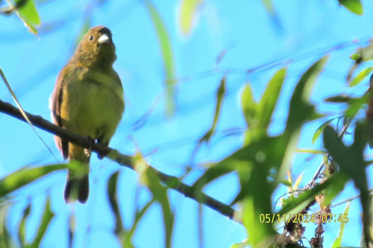Painted Bunting - ML618818860