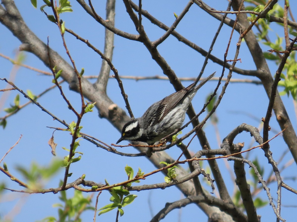 Black-throated Gray Warbler - Edward Raynor