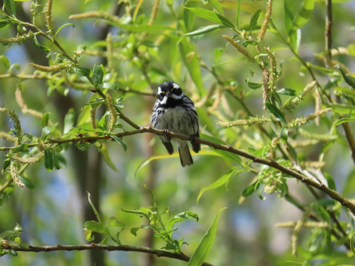 Black-throated Gray Warbler - ML618818872