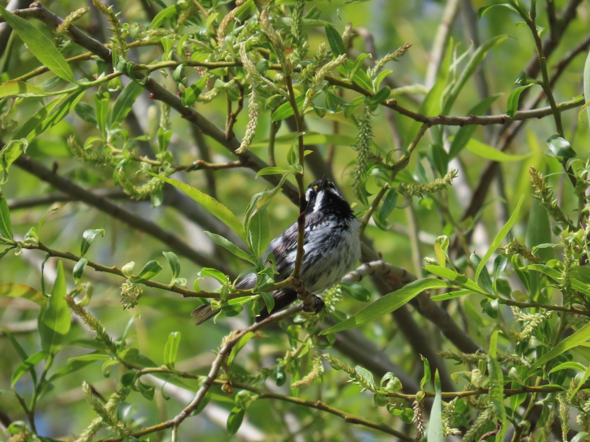 Black-throated Gray Warbler - ML618818874