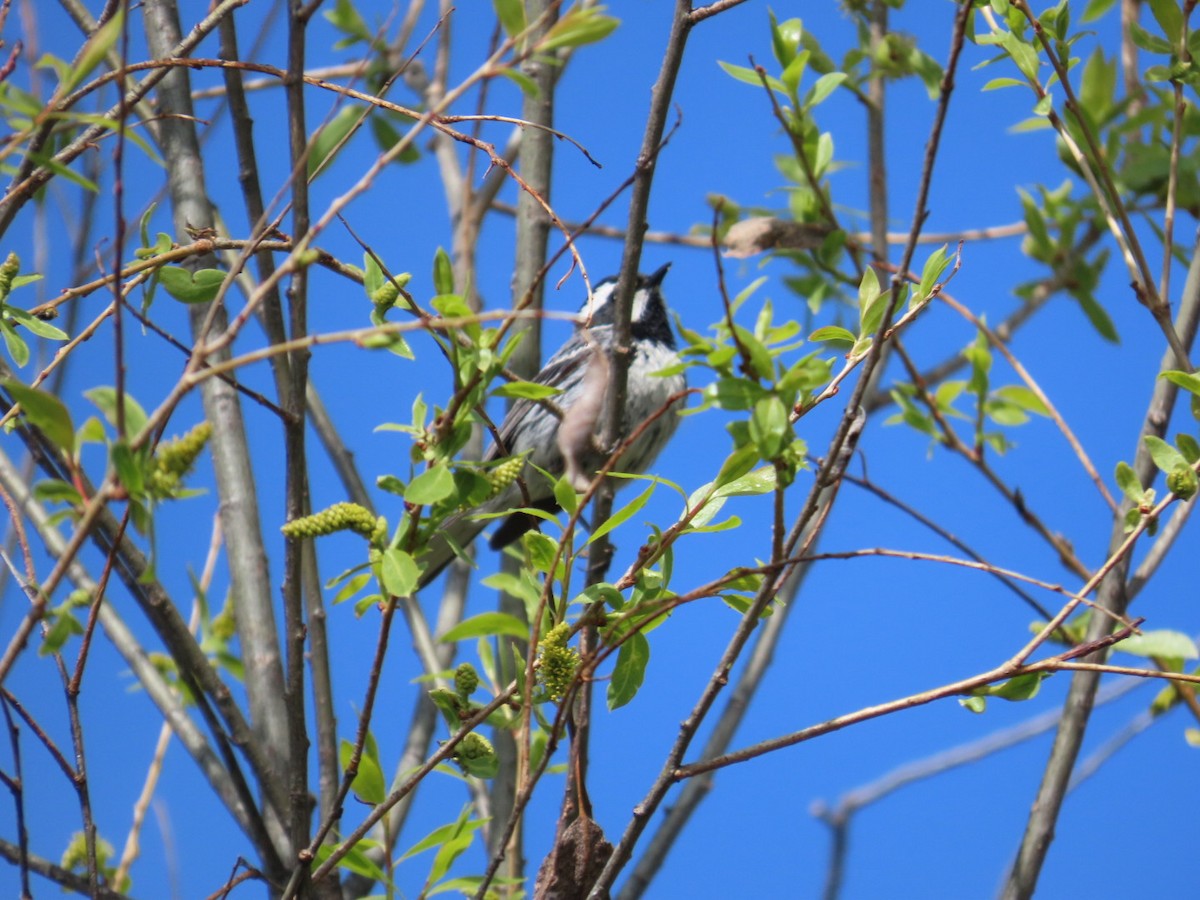 Black-throated Gray Warbler - ML618818875