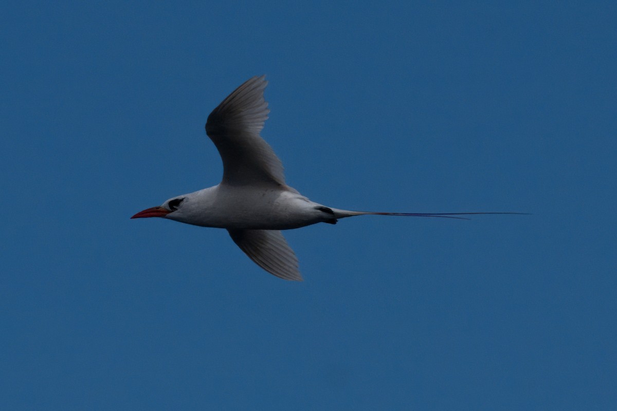 Red-tailed Tropicbird - Merryl Edelstein