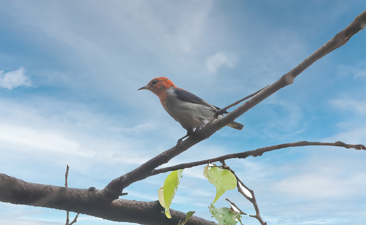 Scarlet-headed Flowerpecker - Hemant Kirola