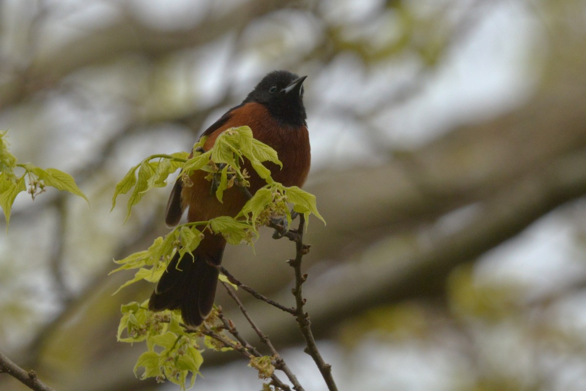 Orchard Oriole - ML618818918