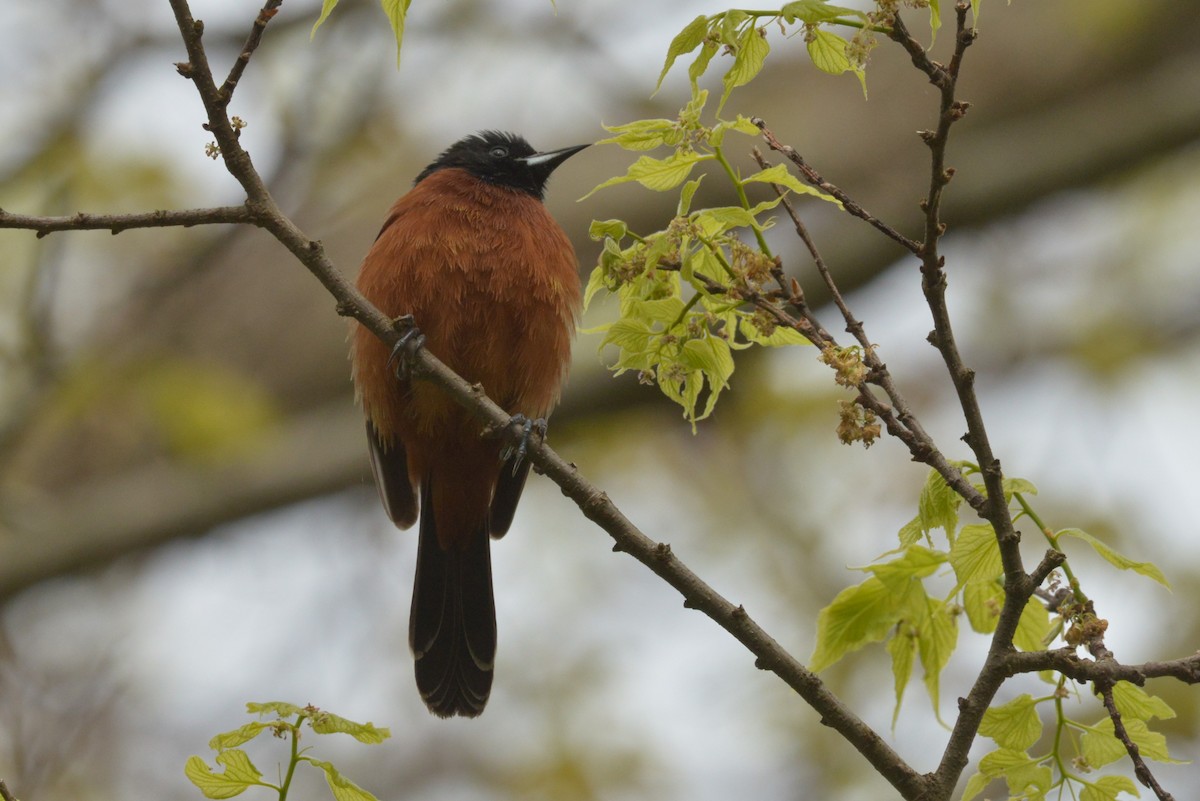 Orchard Oriole - ML618818919