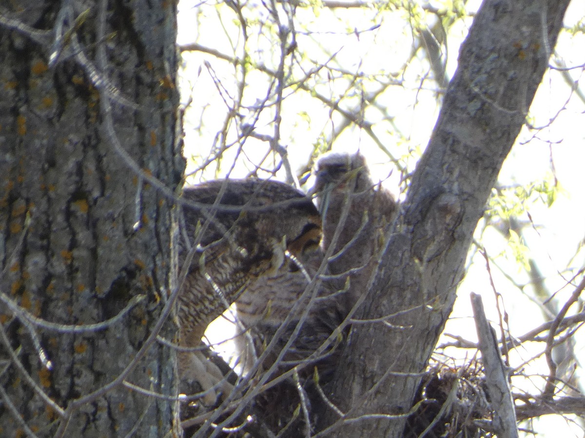 Great Horned Owl - ML618818985