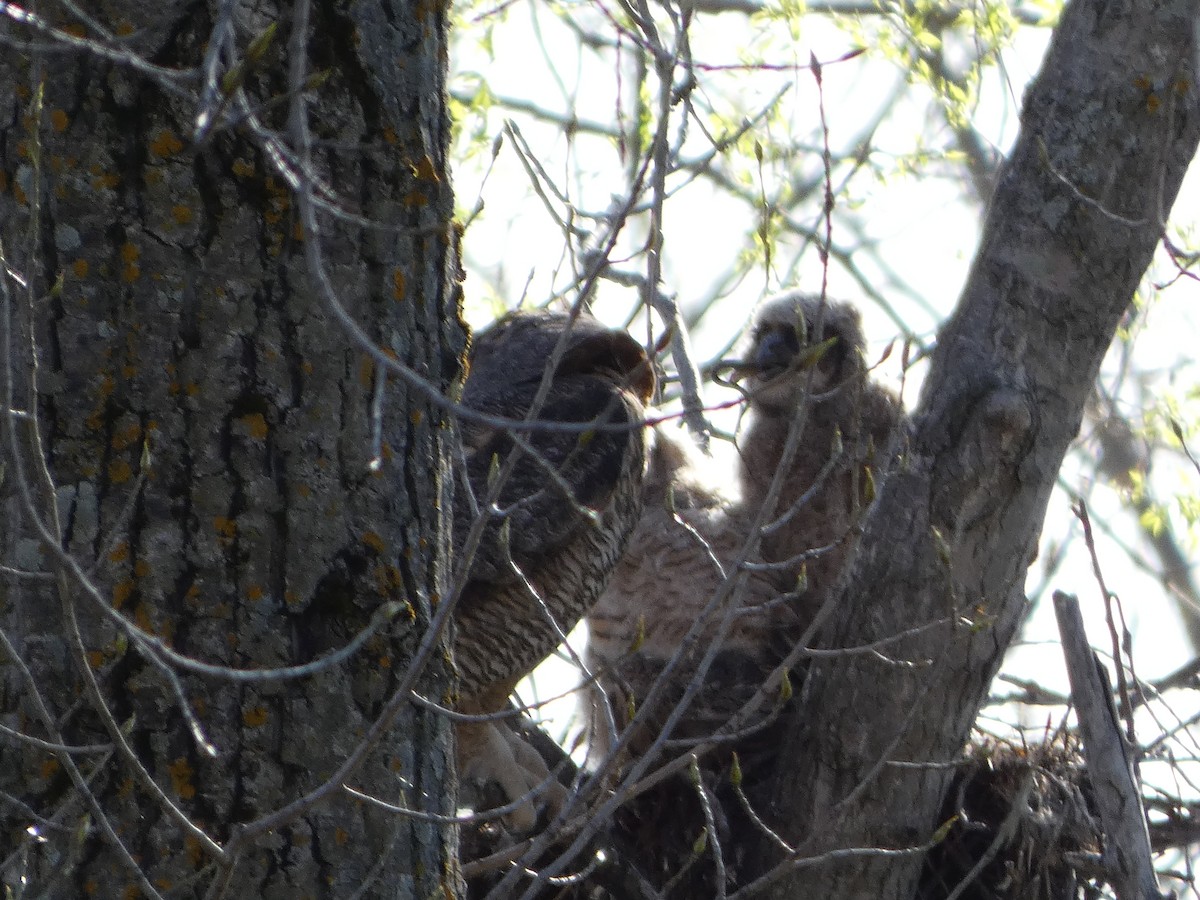 Great Horned Owl - ML618819007