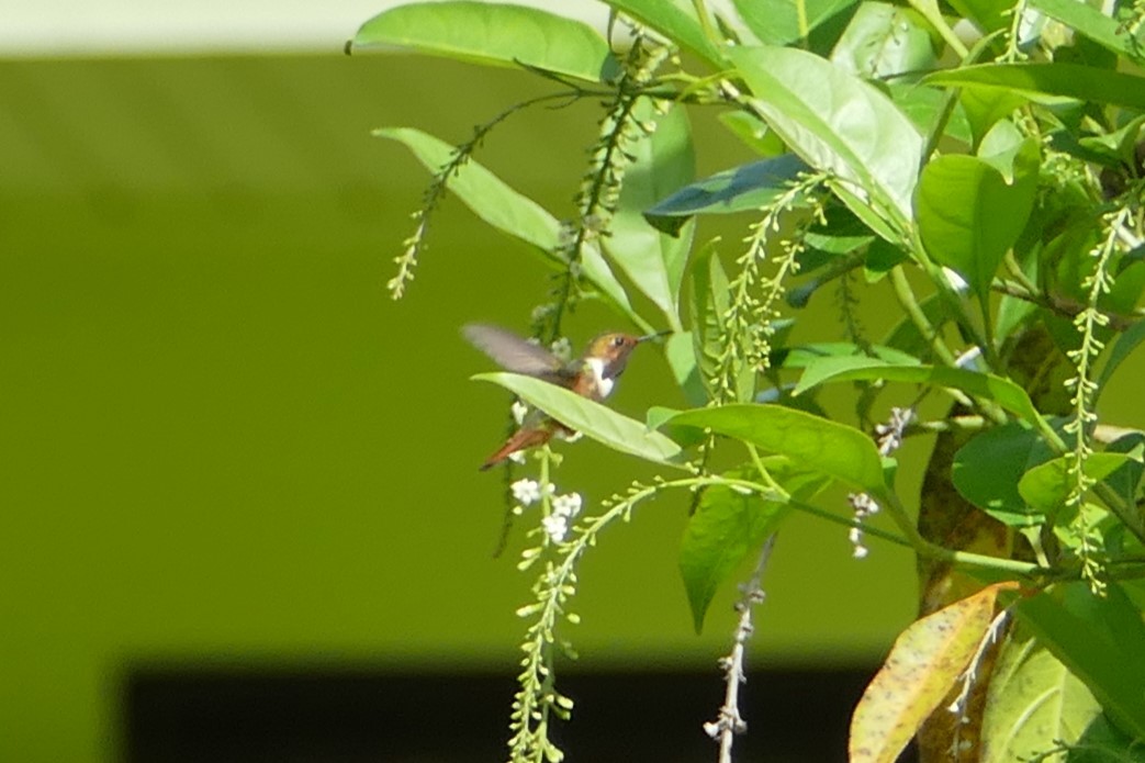 Scintillant Hummingbird - Alexander Koch