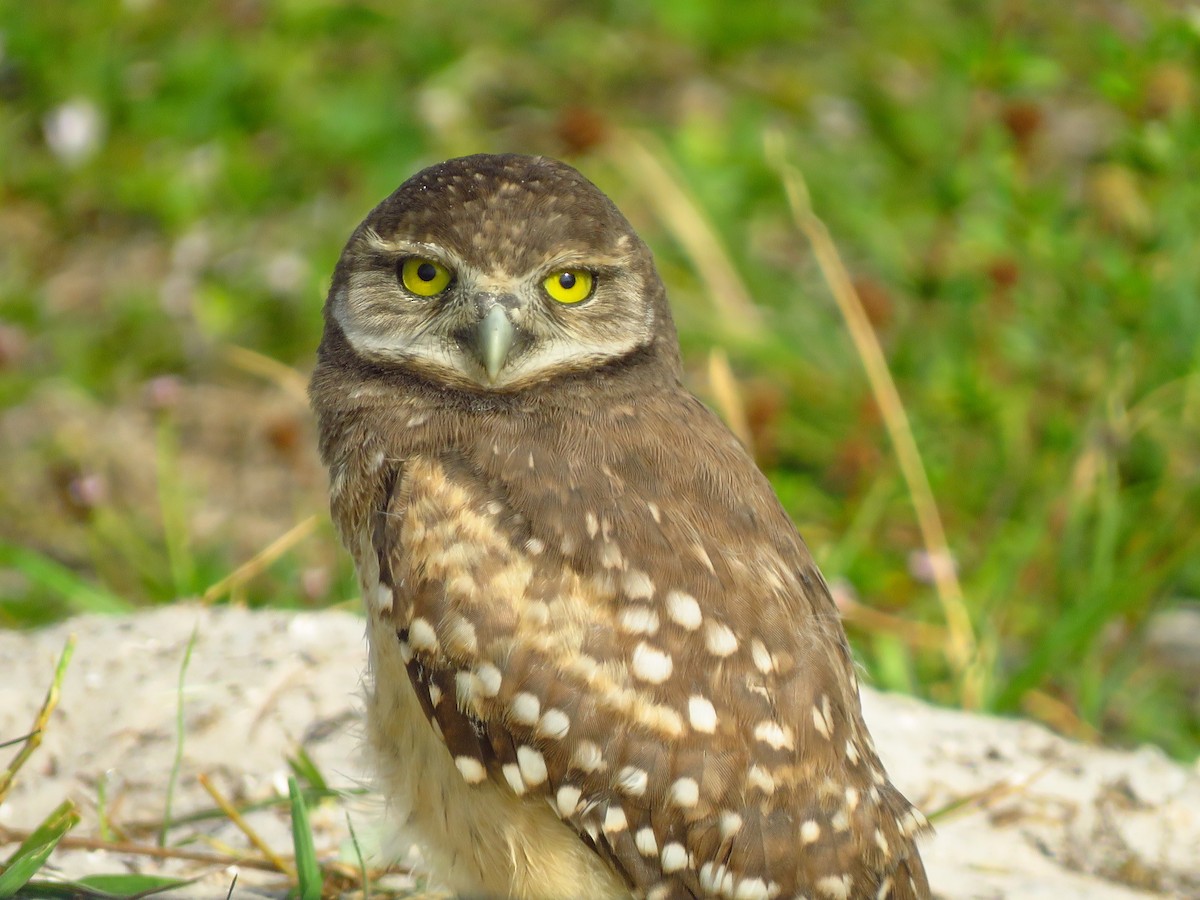Burrowing Owl (Florida) - ML618819017