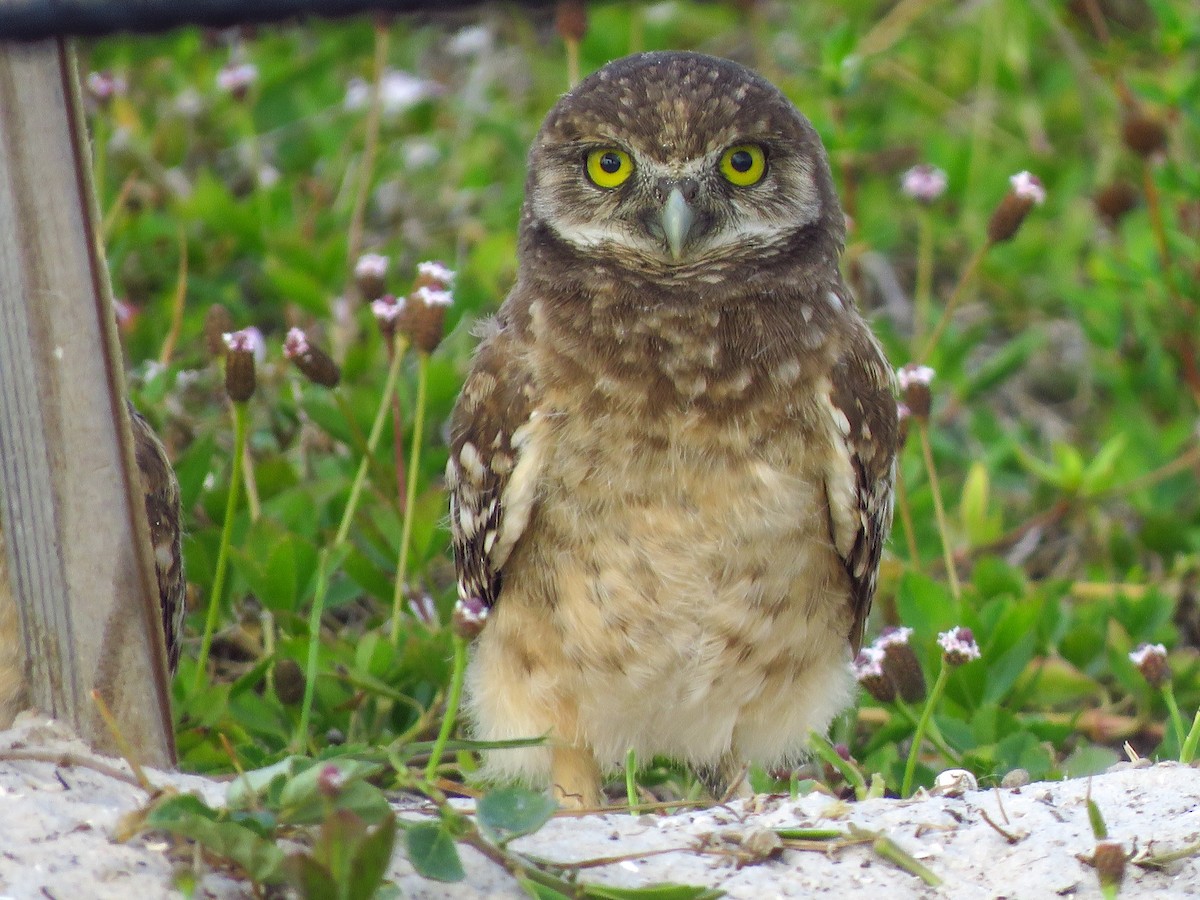 Burrowing Owl (Florida) - ML618819018