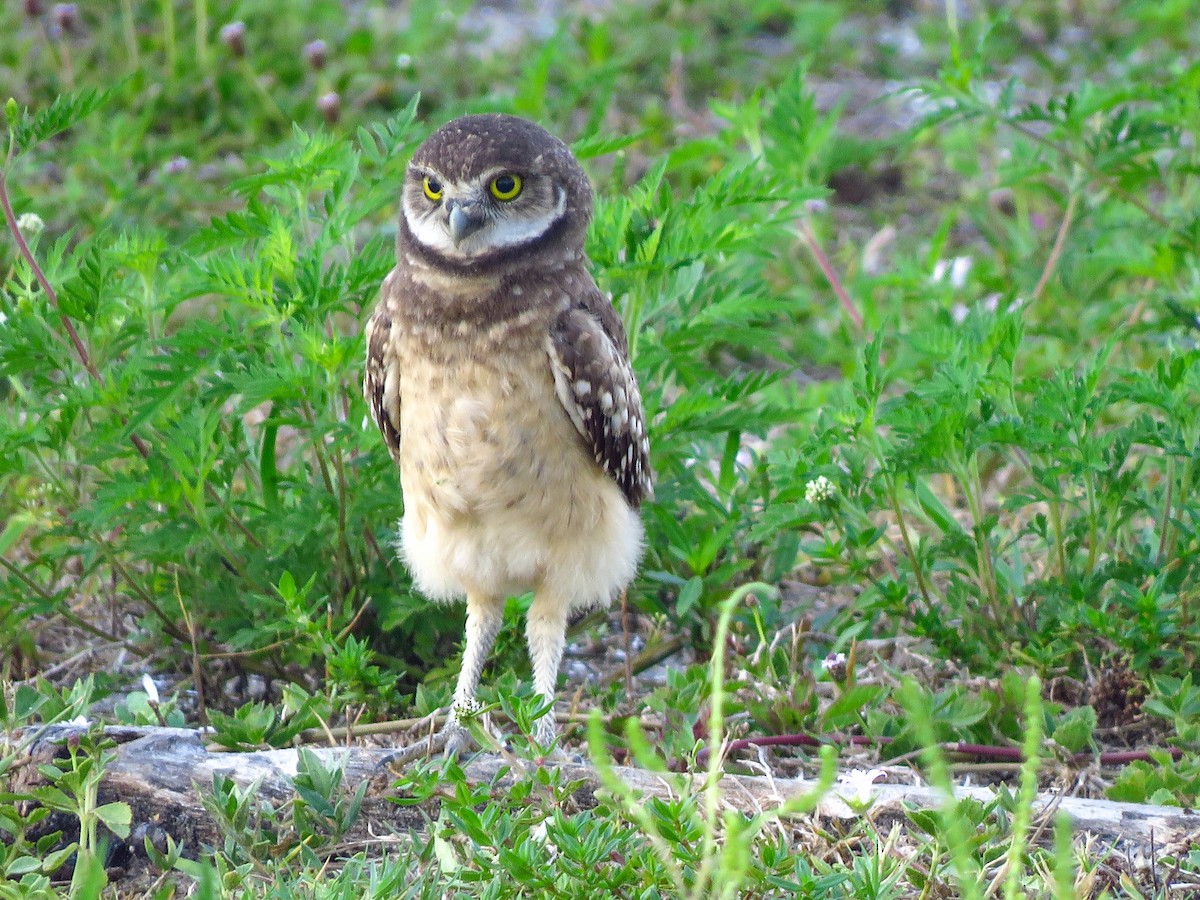 Burrowing Owl (Florida) - ML618819020