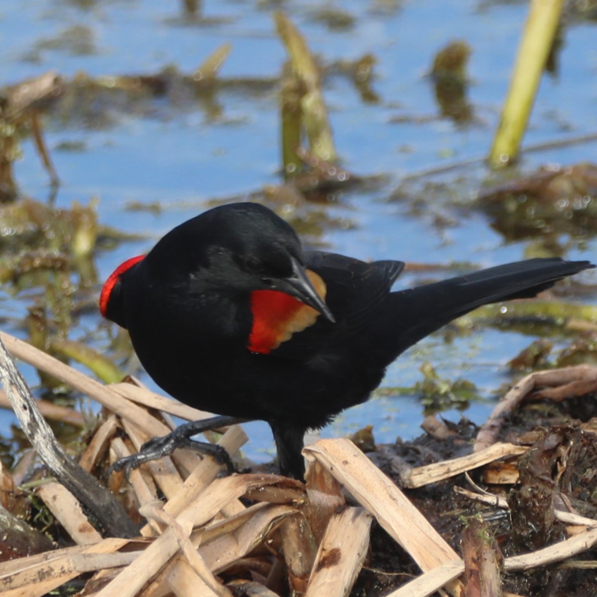 Red-winged Blackbird - Glenn Blaser