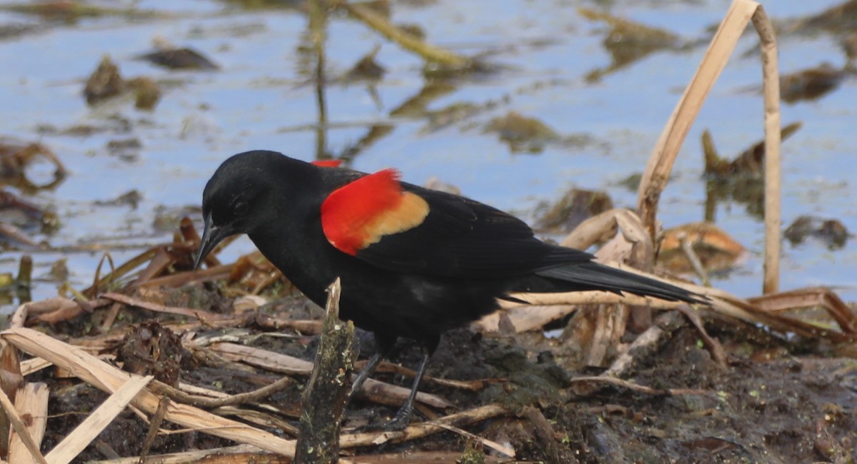 Red-winged Blackbird - ML618819026