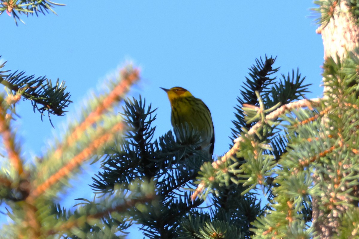 Cape May Warbler - ML618819051