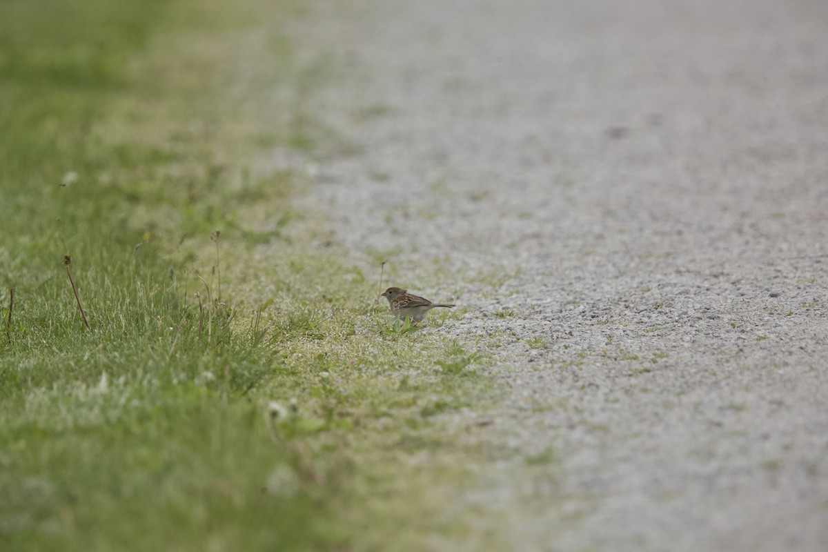 Field Sparrow - ML618819095