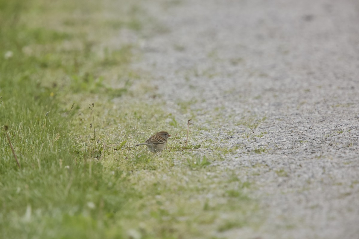 Field Sparrow - Paul Miller