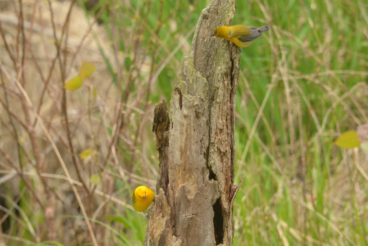 Prothonotary Warbler - ML618819112