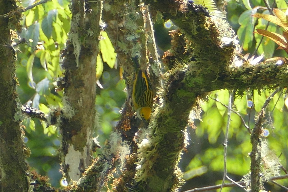 Silver-throated Tanager - ML618819113