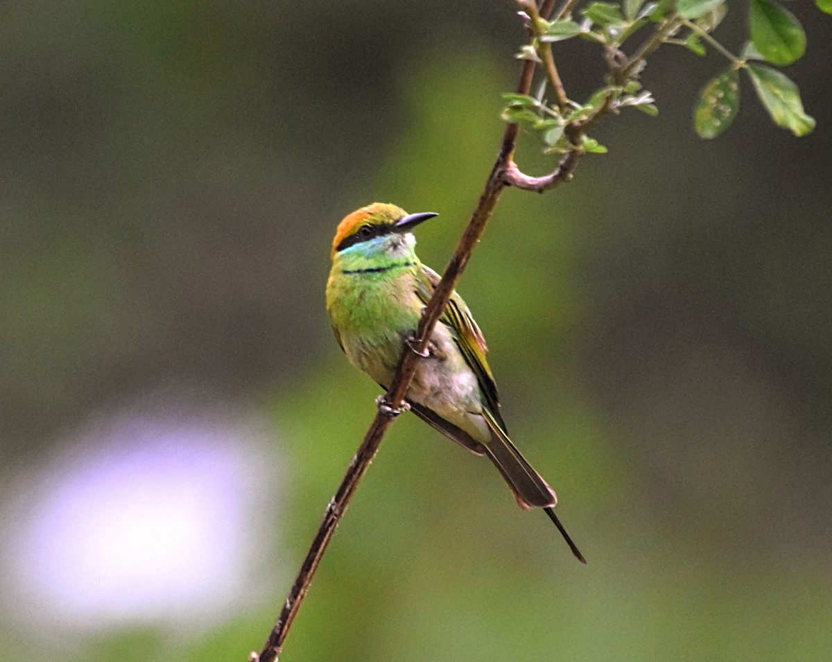 Asian Green Bee-eater - Pulak Roy Chowdhury