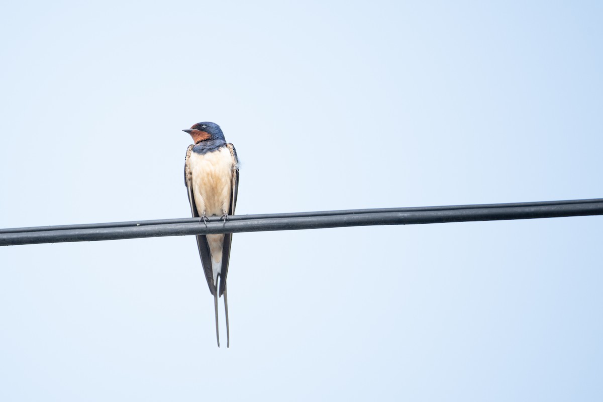 Barn Swallow - Guido Van den Troost