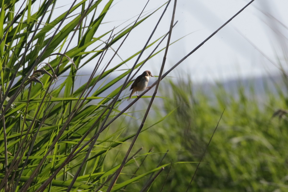 Common Reed Warbler - ML618819160