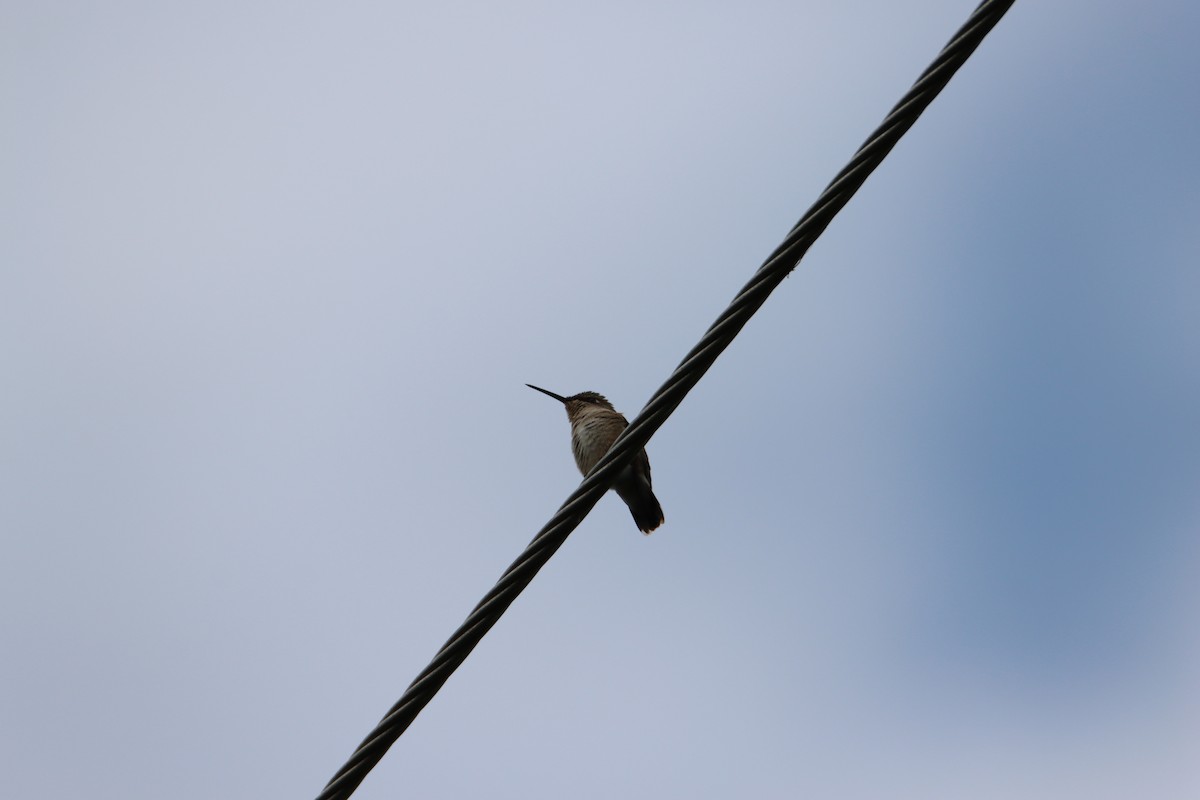Ruby-throated Hummingbird - John Keegan
