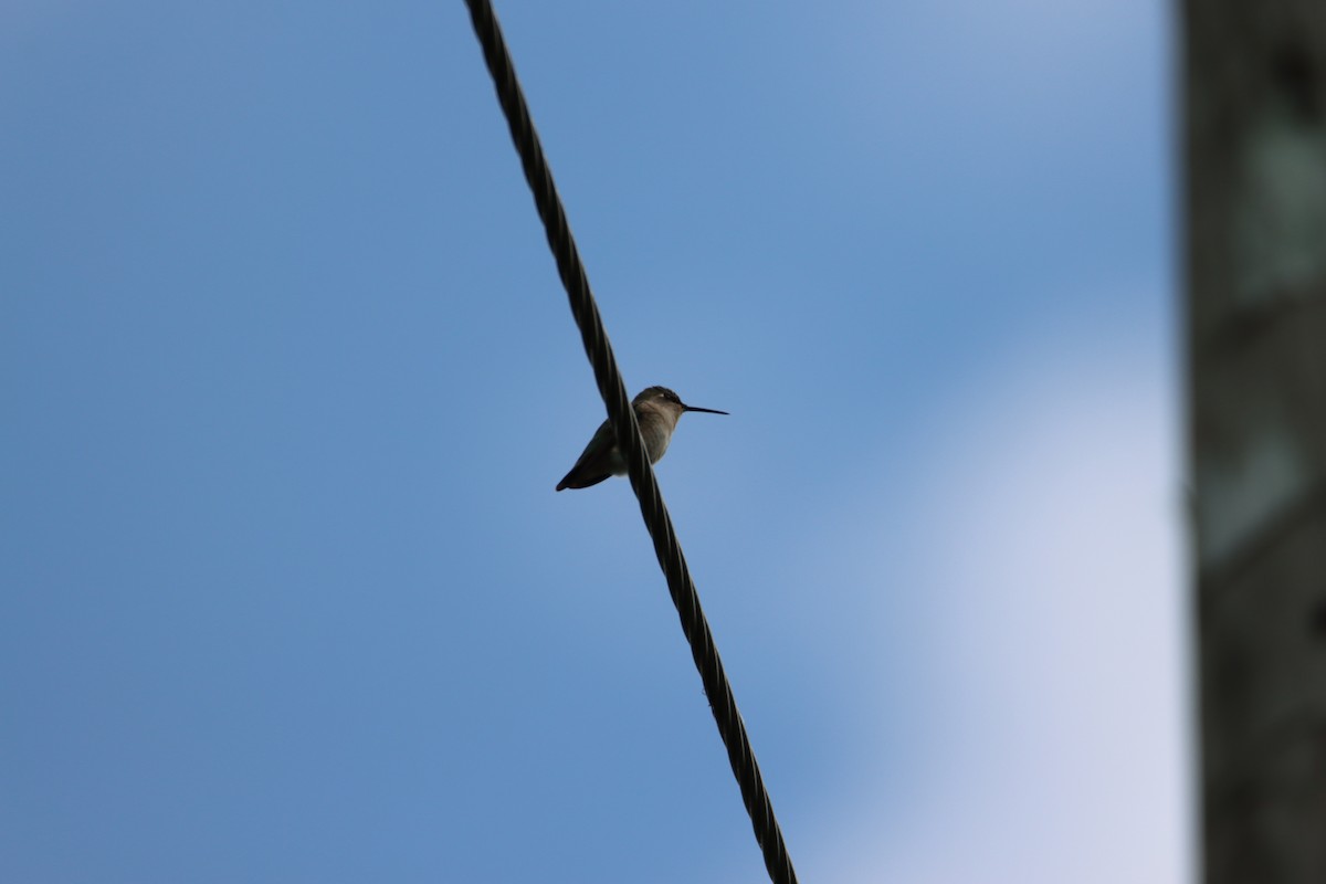 Ruby-throated Hummingbird - ML618819171