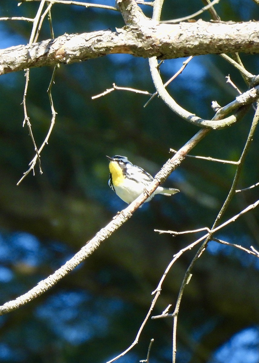 Yellow-throated Warbler - James Van Someren