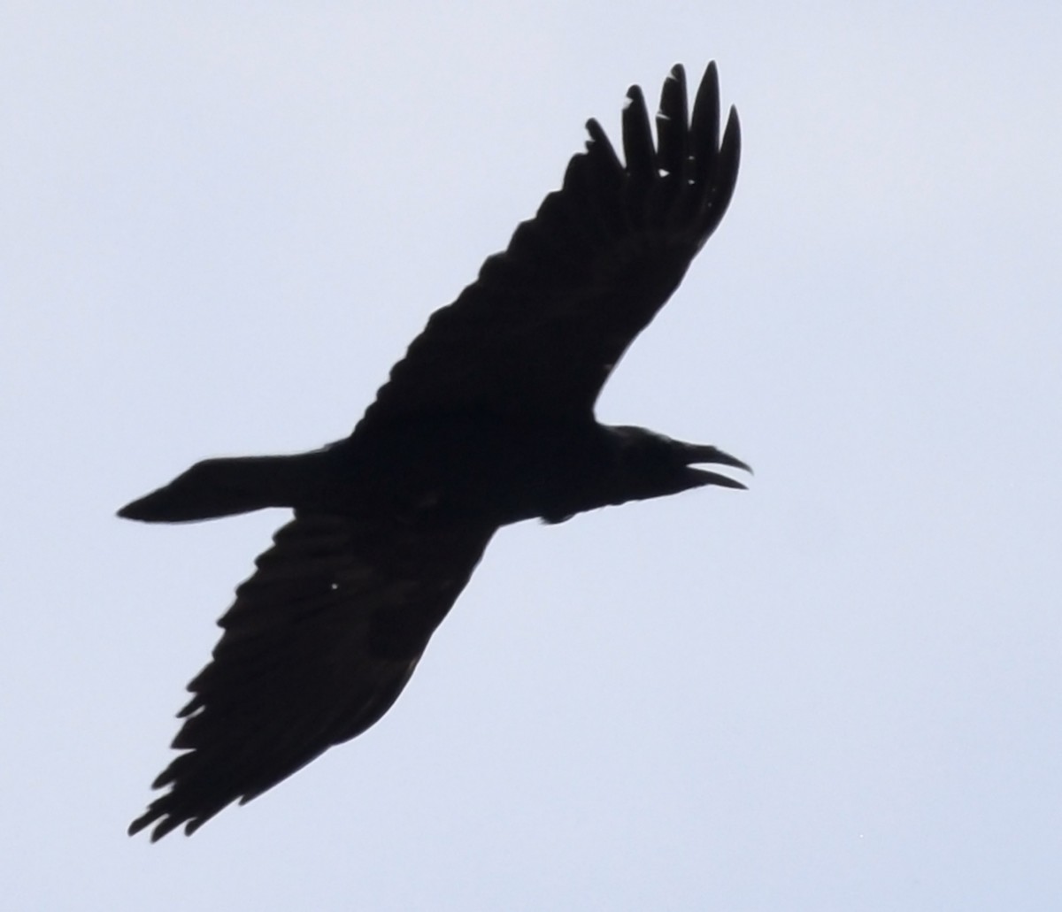Common Raven - Steven Mlodinow