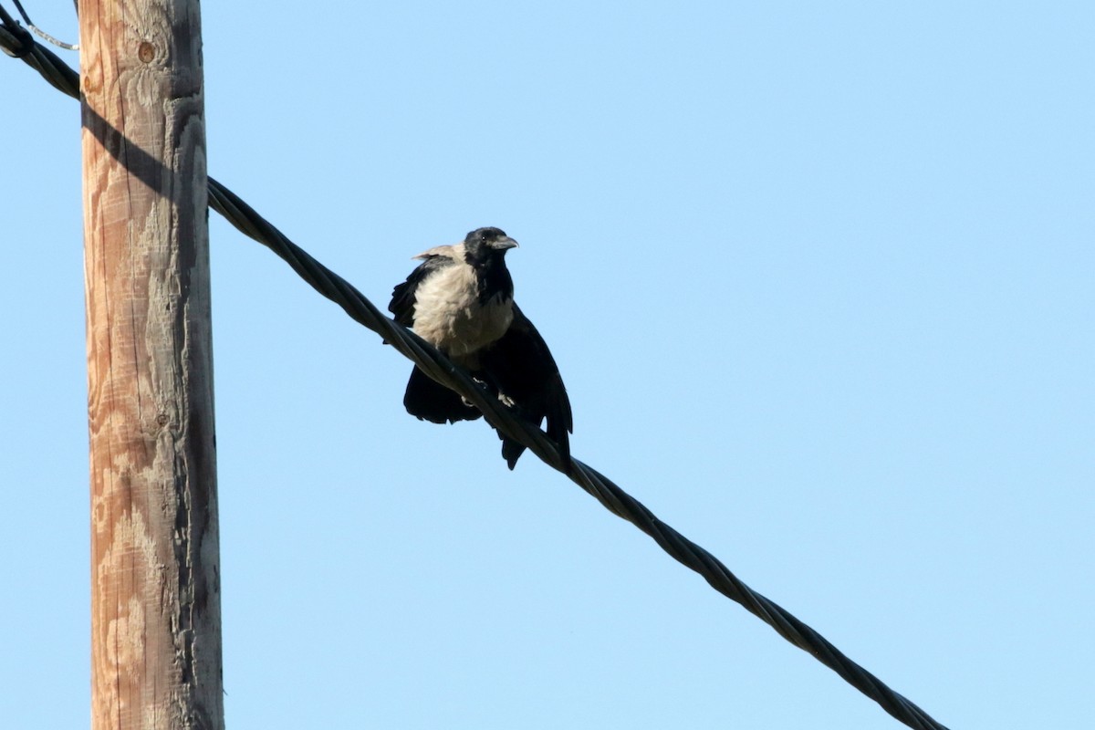 Hooded Crow - ML618819199
