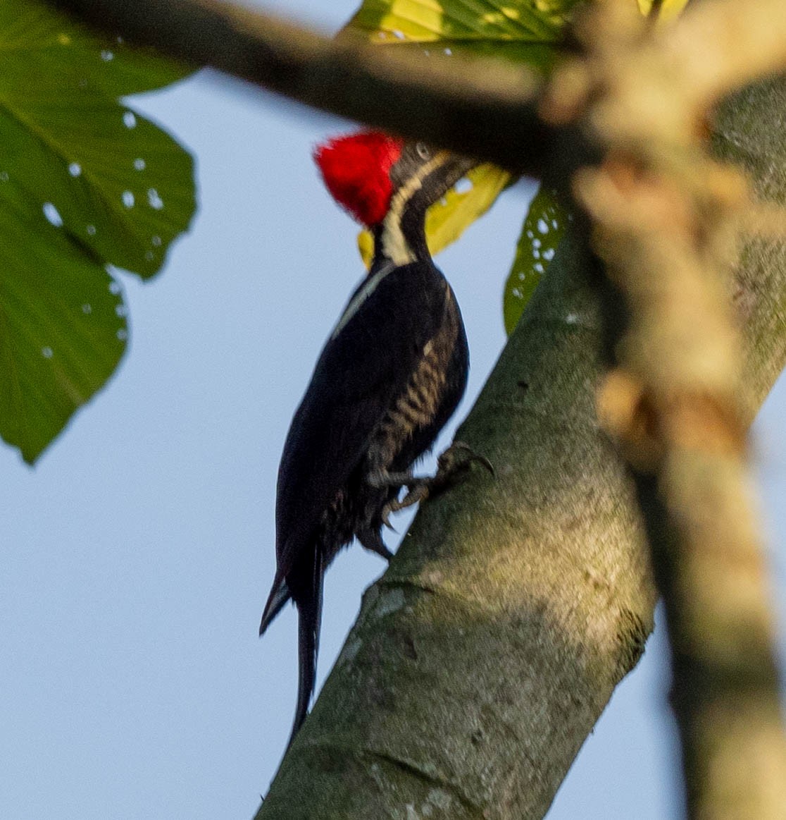 Lineated Woodpecker - Richard Thunen