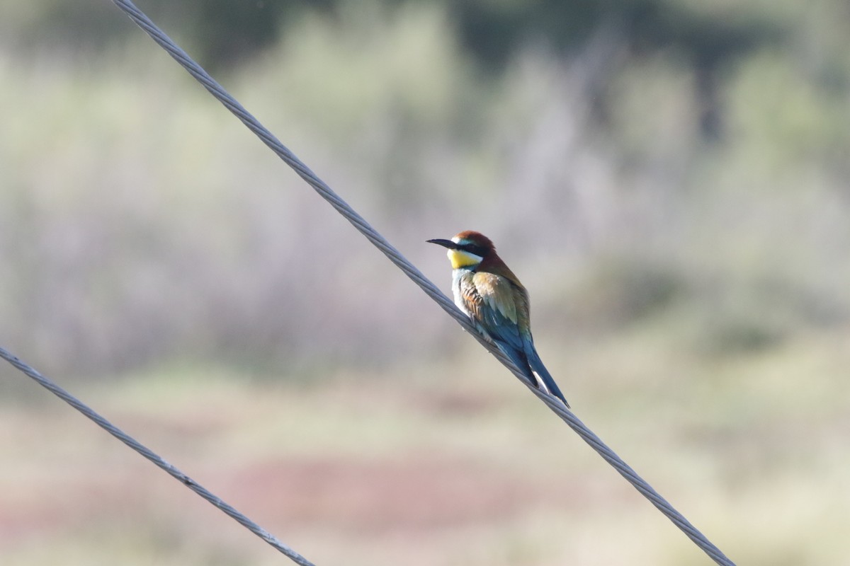 European Bee-eater - ML618819202