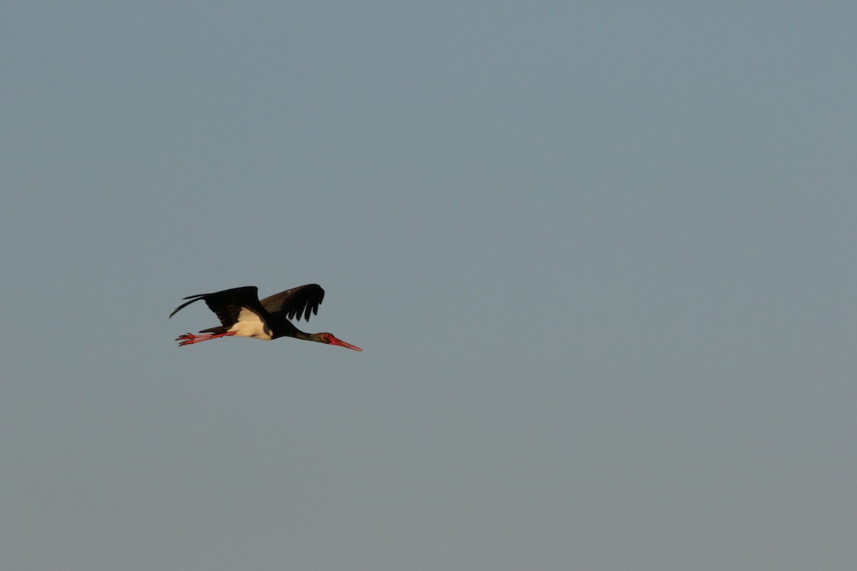 Black Stork - ML618819213