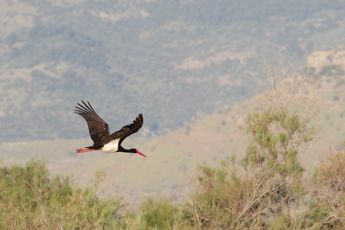 Black Stork - ML618819214