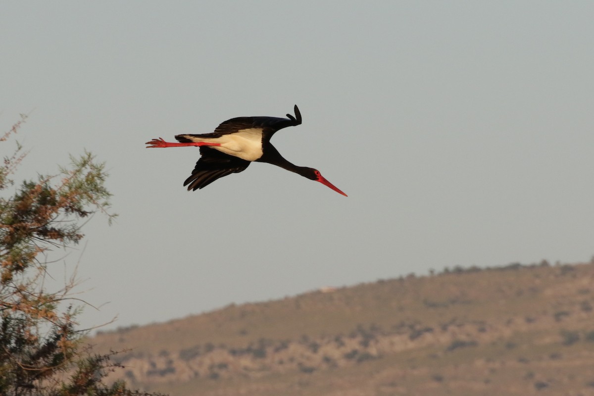 Black Stork - ML618819215
