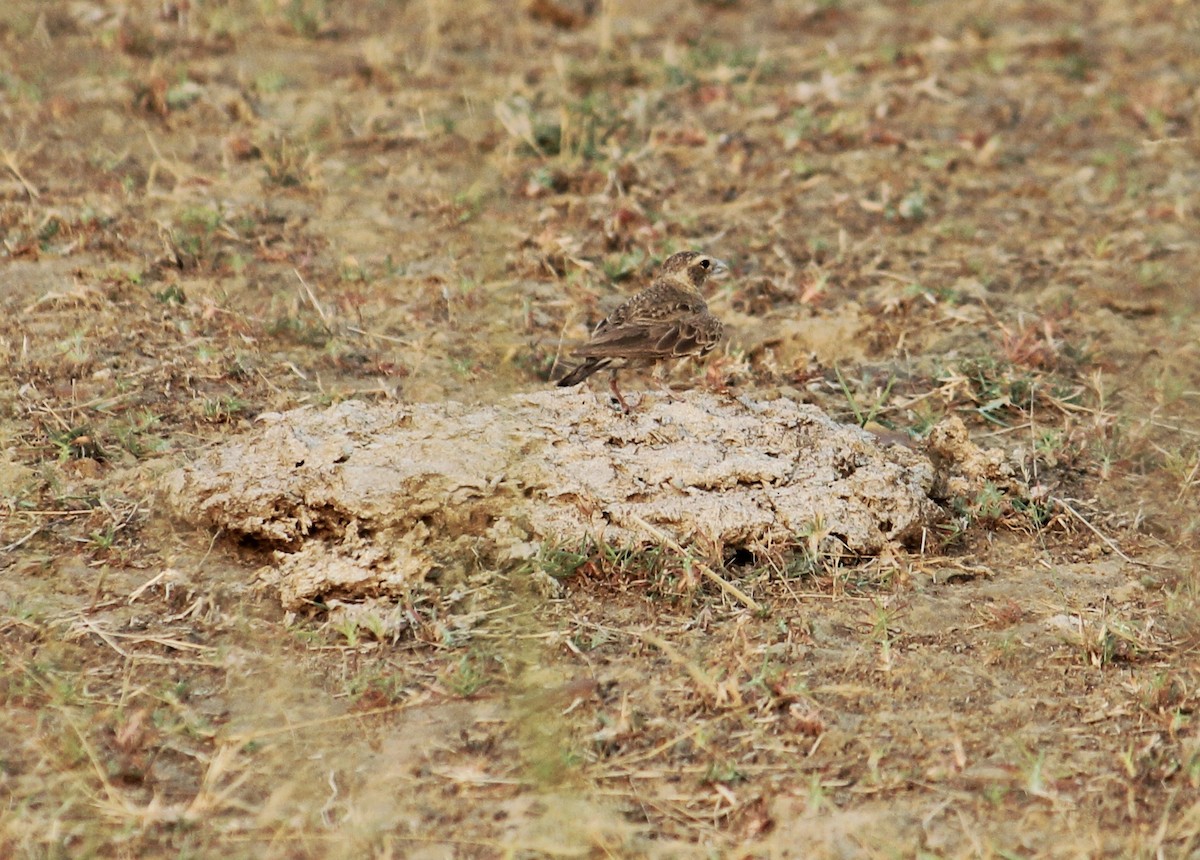 Ashy-crowned Sparrow-Lark - Hareesha AS