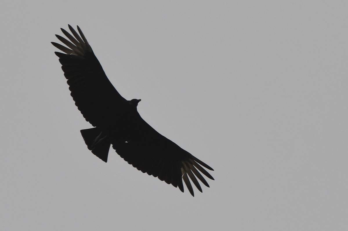 Black Vulture - ML618819264