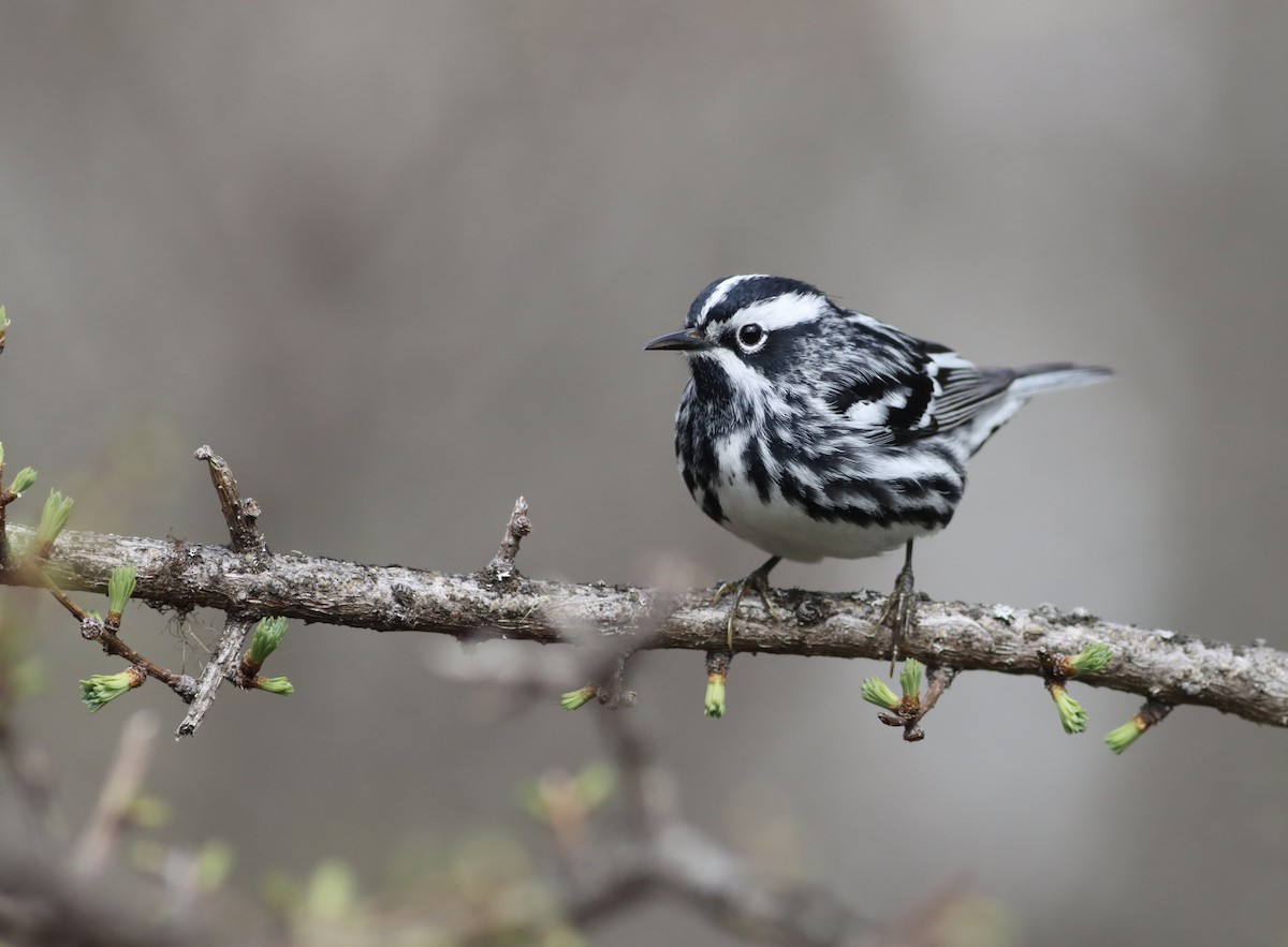 Black-and-white Warbler - David Currie