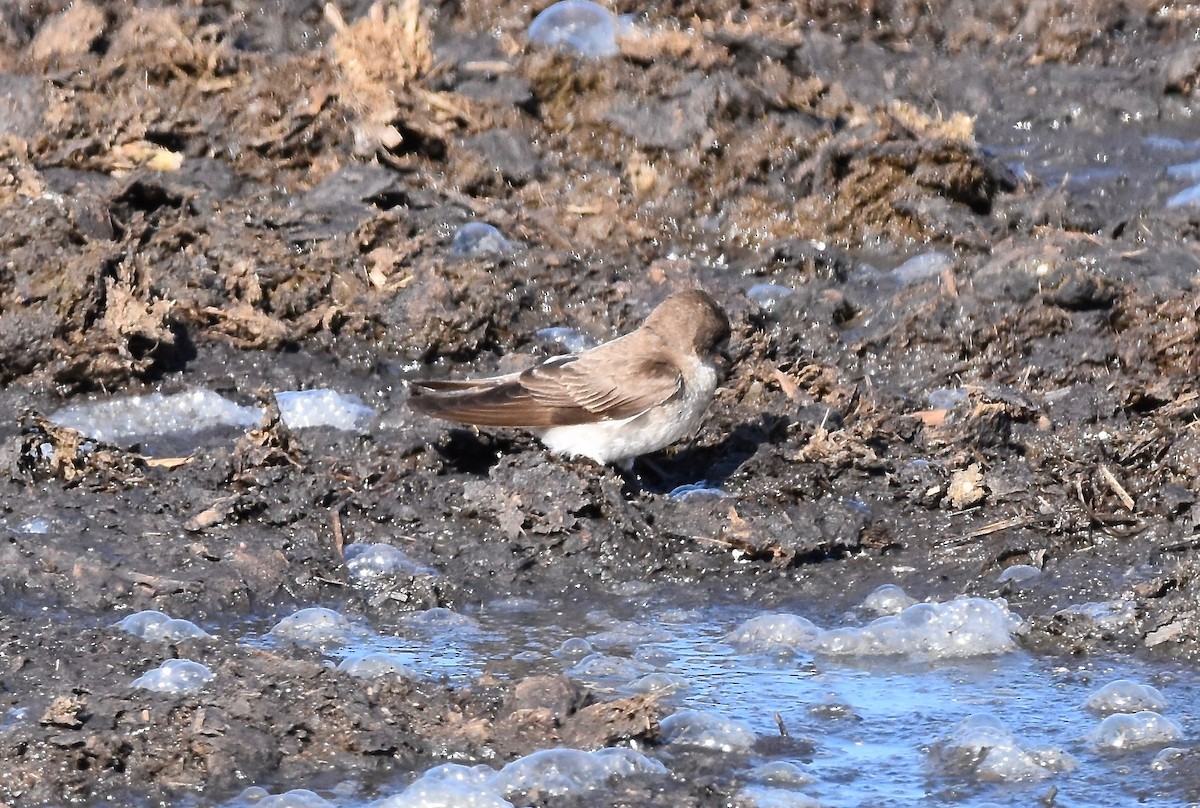 Northern Rough-winged Swallow - ML618819276
