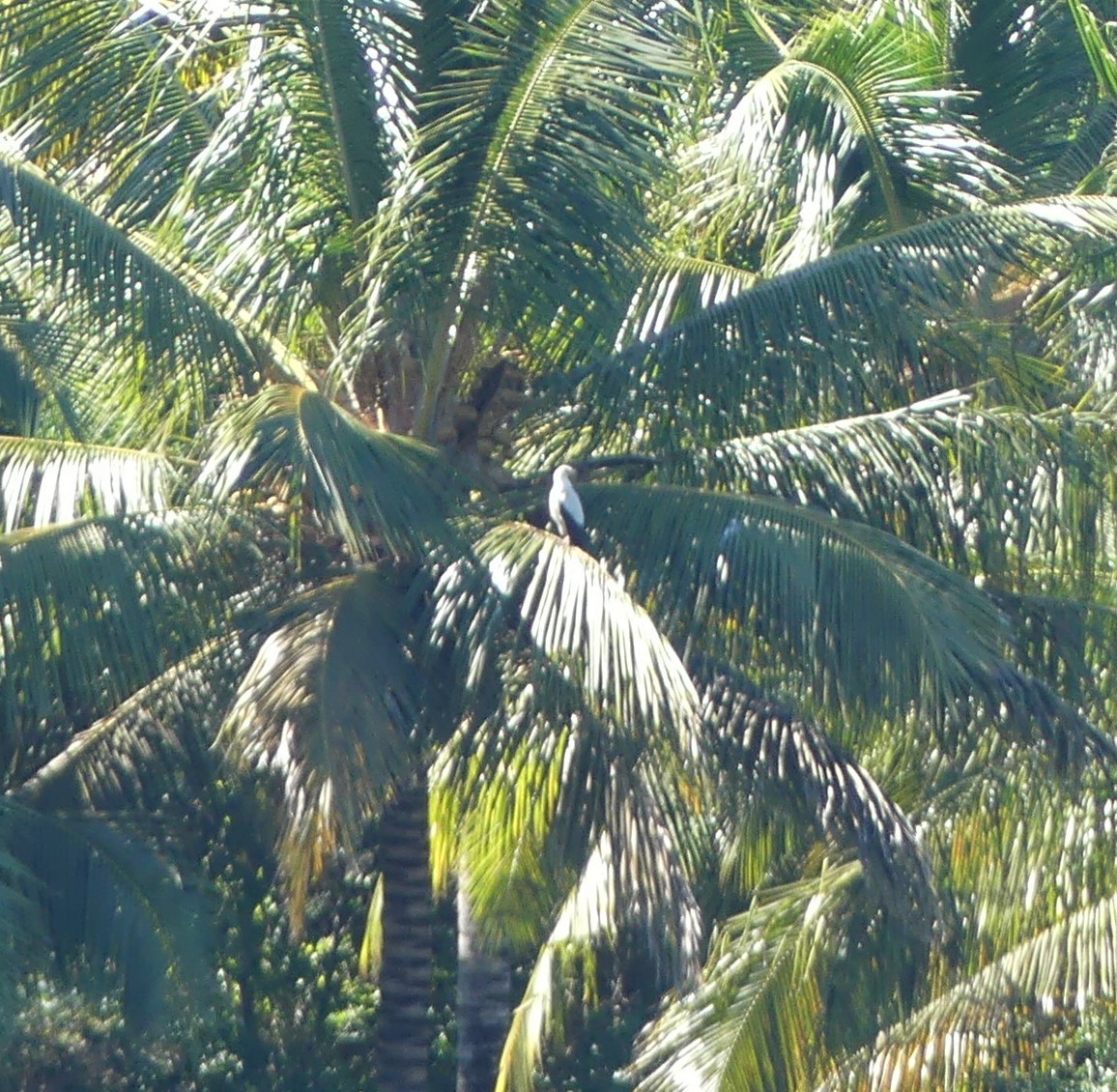 Пальмовый гриф - ML618819289