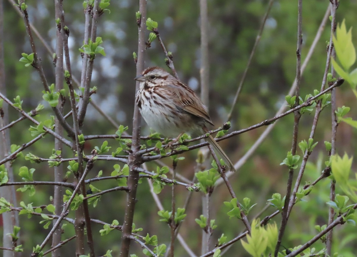 Song Sparrow - Emily Dunning
