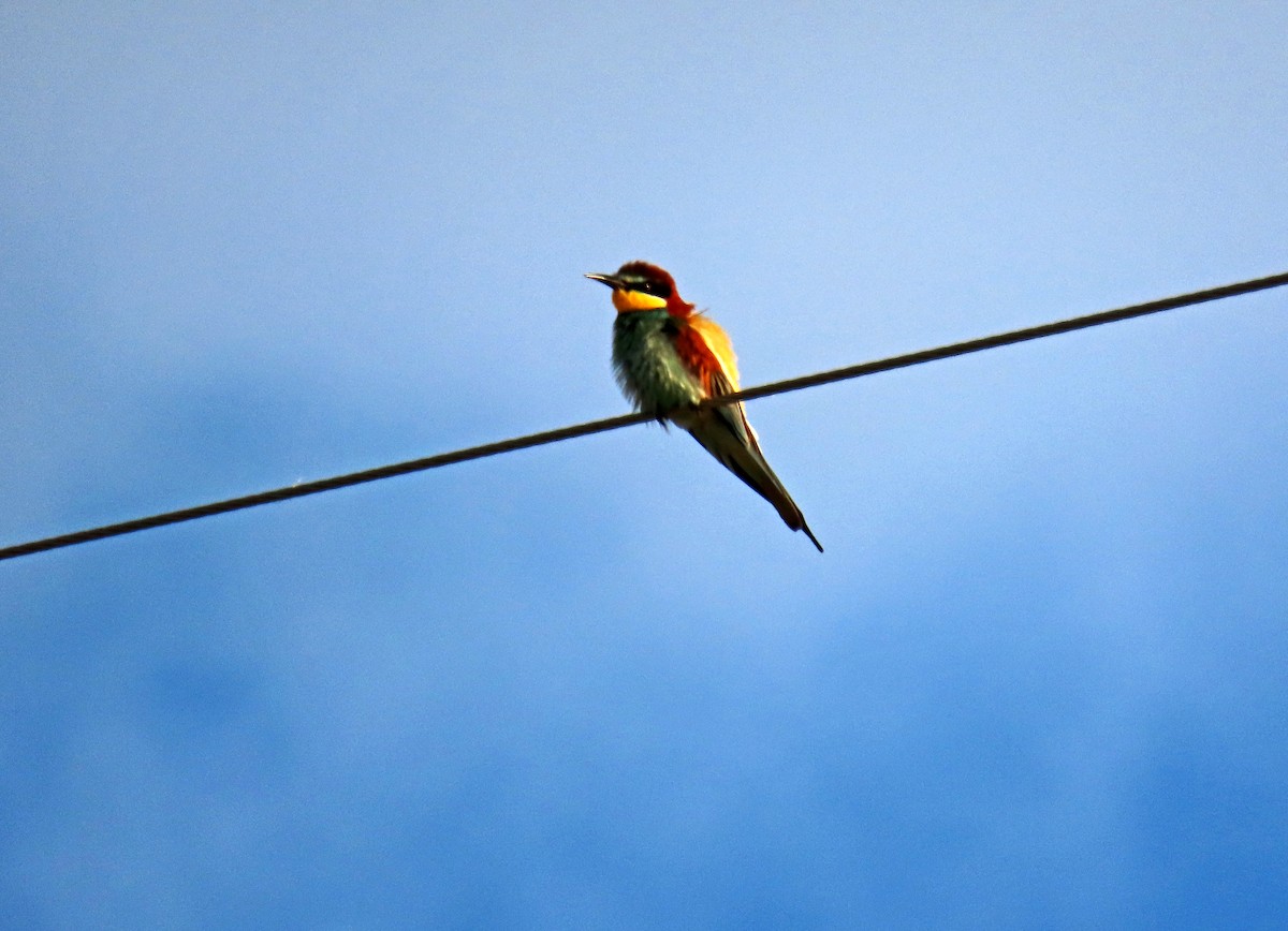 European Bee-eater - Francisco Javier Calvo lesmes