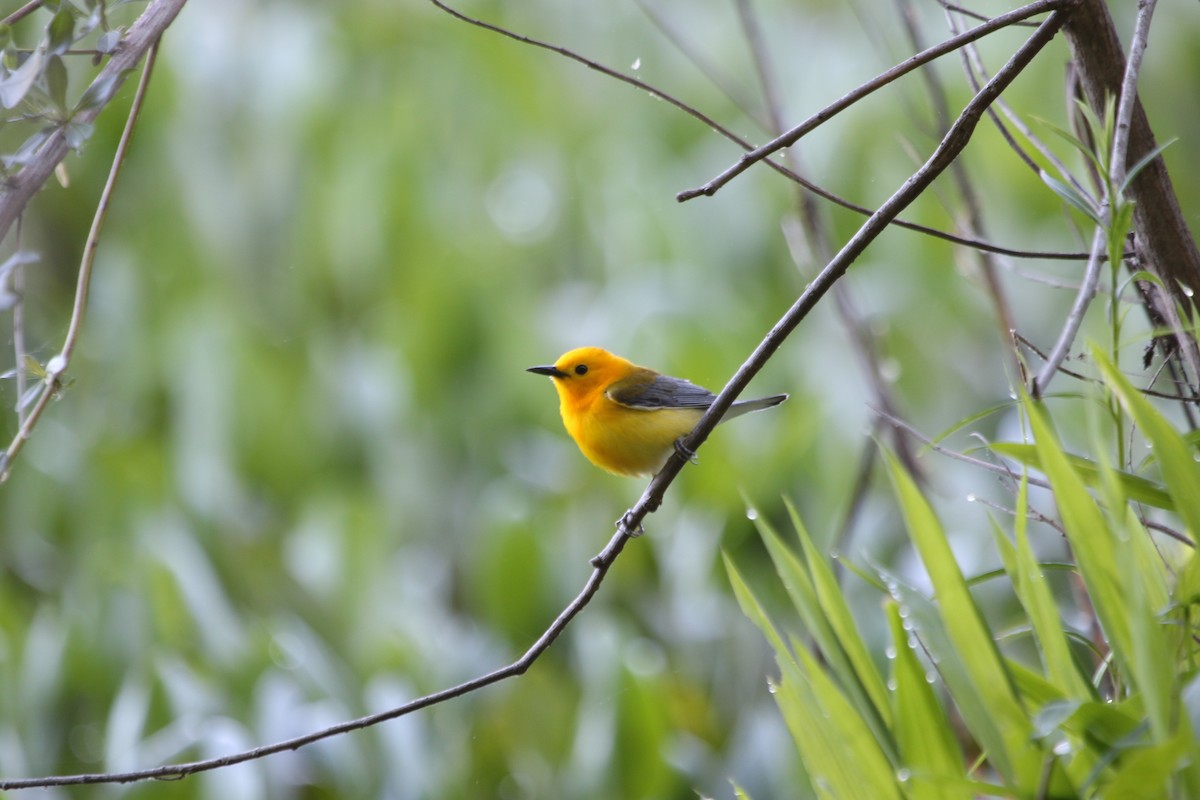 Prothonotary Warbler - ML618819339
